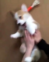 Again and Again Funny Video Must Watch It