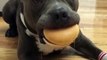 Ce chien attend avant de manger son burger.. il en peut plus !