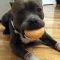 Ce chien attend avant de manger son burger.. il en peut plus !