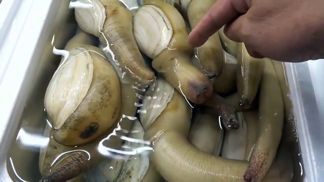 How Do Geoducks React When You Touch it  So Weird