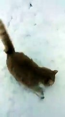 Cat And Dog Playing In The Snow Amazing Video