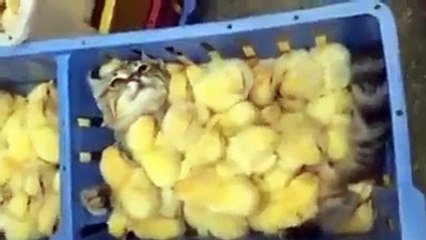 Cat Is Swimming In A Sea With Chick Best Video