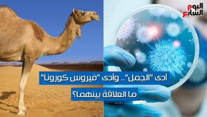 فيديو معلوماتى.. آدى "الجمل" وآدى فيروس كورونا.. ما العلاقة بينهما؟