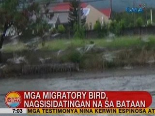 UB: Mga migratory bird, nagsisidatingan na sa Bataan