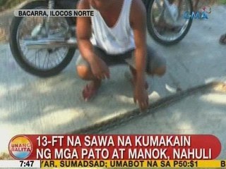 UB: 13-ft na sawa na kumakain ng mga pato at manok, nahuli sa Ilocos Norte