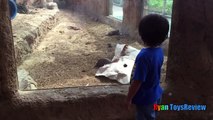 ANIMALS POOPING AT THE ZOO Kid at the ZOO Funny Family Fun Trip to Petting Farm part 2