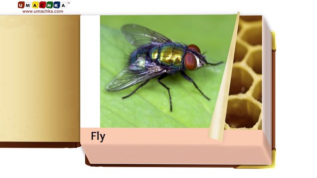 Infant Early Learning Educational Video- Insects & Spiders