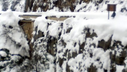 Wild boar jumped off a mountain