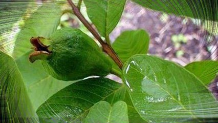 Chữa bệnh nấm da đầu bằng nguyên liệu trong vườn