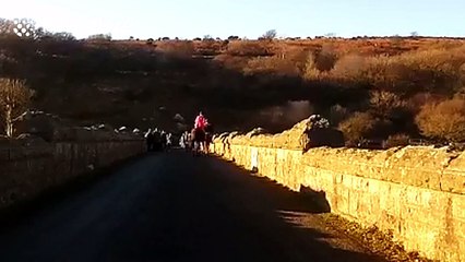 Horse appears to nearly kick a pensioner on Dartmoor Dam