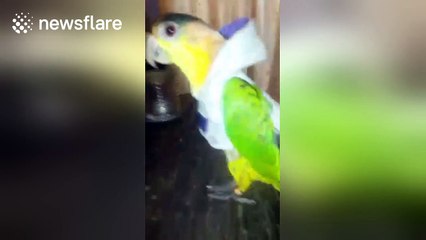 Pet parrot trying on his new outfit