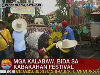 UB: Mga kalabaw, bida sa Kabakahan Festival sa Batangas