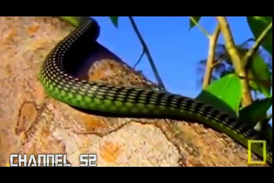 সাপ আকাশে উড়ে । বাস্তববের উড়ন্ত সাপ। ক্যামেরায় ধরা পরা উড়ন্ত সাপ।