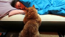 Ce chat tente de réveiller son humain qui dort... Sa réaction est hilarante !