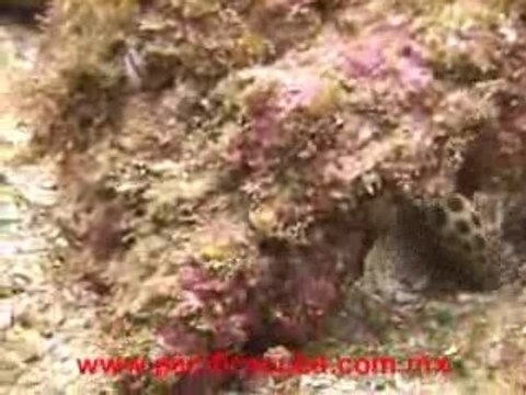 Puerto Vallarta Scuba Diving Video with Pacific Scuba