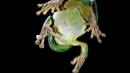 Cam Üzerindeki Hayvanların Muazzam Görüntüleri