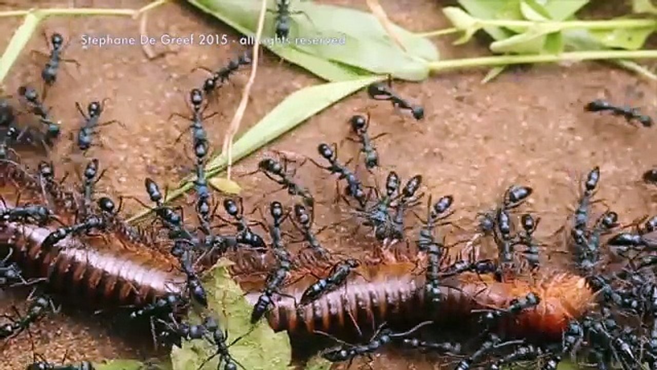 100 Gram Ağırlığındaki 6 Robot 2 Tonluk Aracı Çekmeyi Başardı