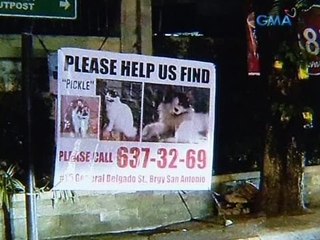 Saksi: Pet ransom, bagong modus ng mga holdaper