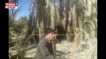 اهالى قرية الشيخ والى بالداخلة : أبو قردان يحتل اشجار النخيل