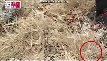 스포츠토토,바카라솔루션 제작 전문업체 올자동 씨오디소프트