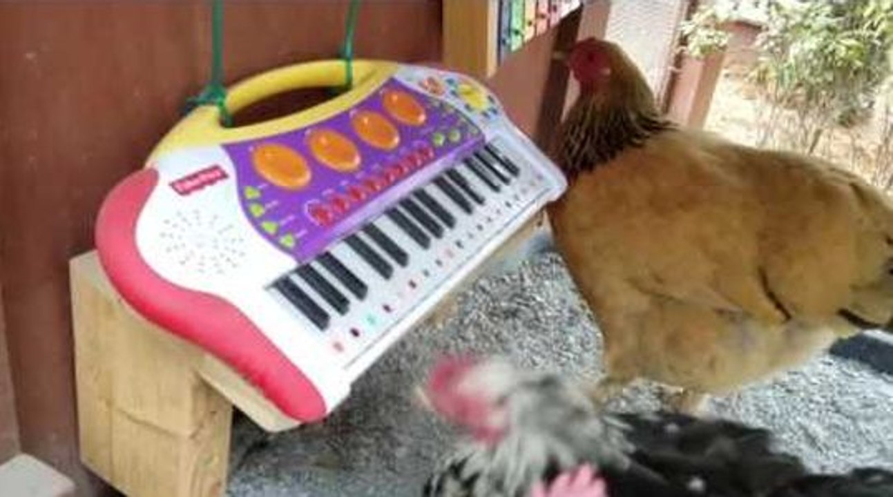 Des poules qui jouent de la musique ! - Vidéo Dailymotion
