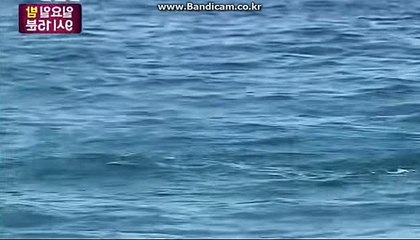 토토솔루션 COD SOFT