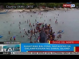 BP: Sugatang balyena, napadpad sa dalampasigan ng Samal Island