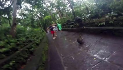 Un singe baisse le pantalon d'un homme !