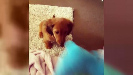 My puppy prefers the simpler things