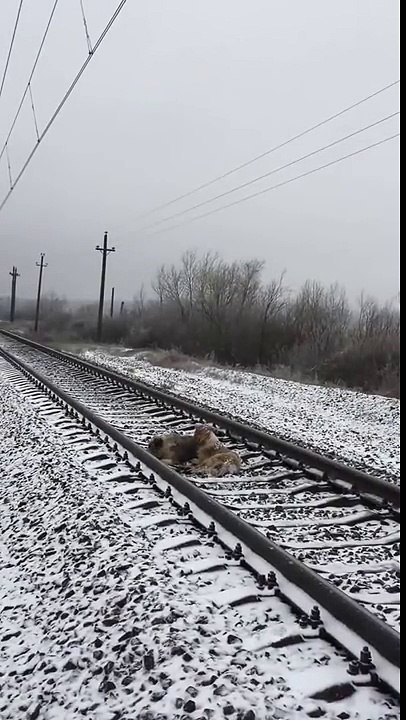 Regardez comment cette chienne parvient à sauver son amie d’une mort certaine !