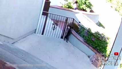 Animal Thug Life Compilation #16