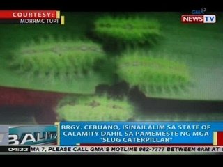 Brgy. Cebuano, isinailalim sa state of calamity dahil sa pamemeste ng mga 'slug caterpillar'