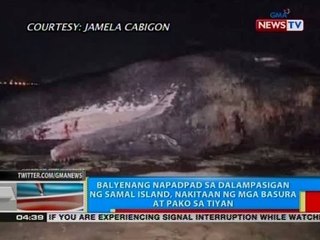 BP: Balyenang napadpad sa dalampasigan ng Samal Island, nakitaan ng mga basura at pako sa tiyan