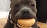 Ce pauvre chien reste immobile avec un hamburger dans la gueule !