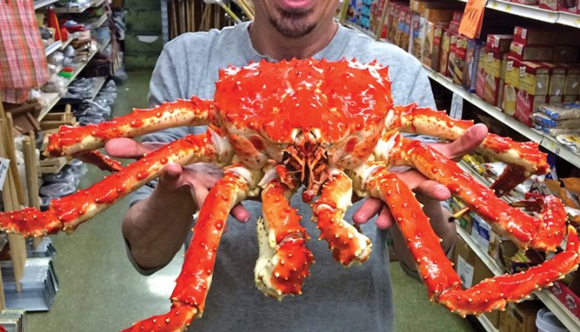 live king crab