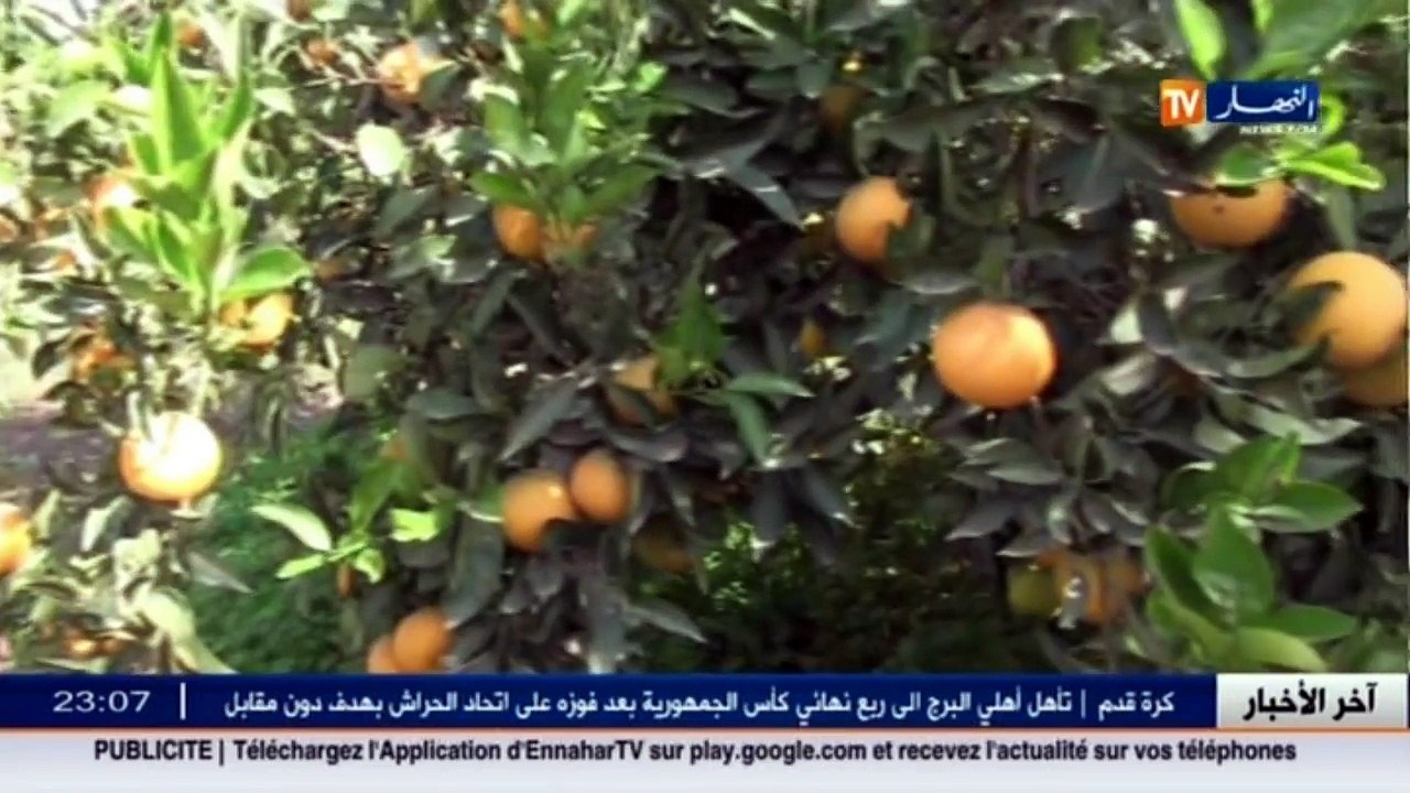 وهران  فلاحون يتحدون نقص الإمكانيات والعراقيل للرفع من المنتوج المحلي