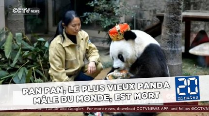 Pan Pan, le plus vieux panda mâle du monde, est mort