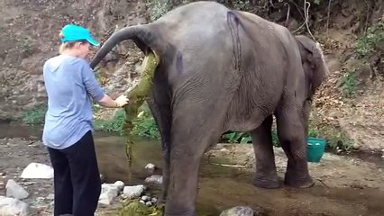 Une vétérinaire aide un éléphant avec une occlusion intestinale !