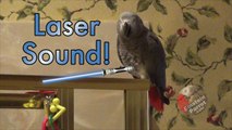 Genius parrot self-aware of the cool sounds he can make