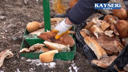 TALAS BELEDİYESİ YABAN VE SOKAK HAYVANLARINI UNUTMADI