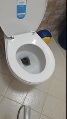 Capture d'un serpent géant dans les toilettes !