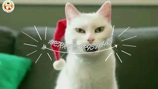 Funny Cat Merry Xmas and Happy New Year wishes to all |funny vines-laugh complicati