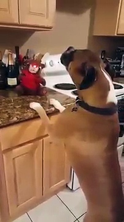 Cão faz dueto com boneco de música e cantam como ninguém
