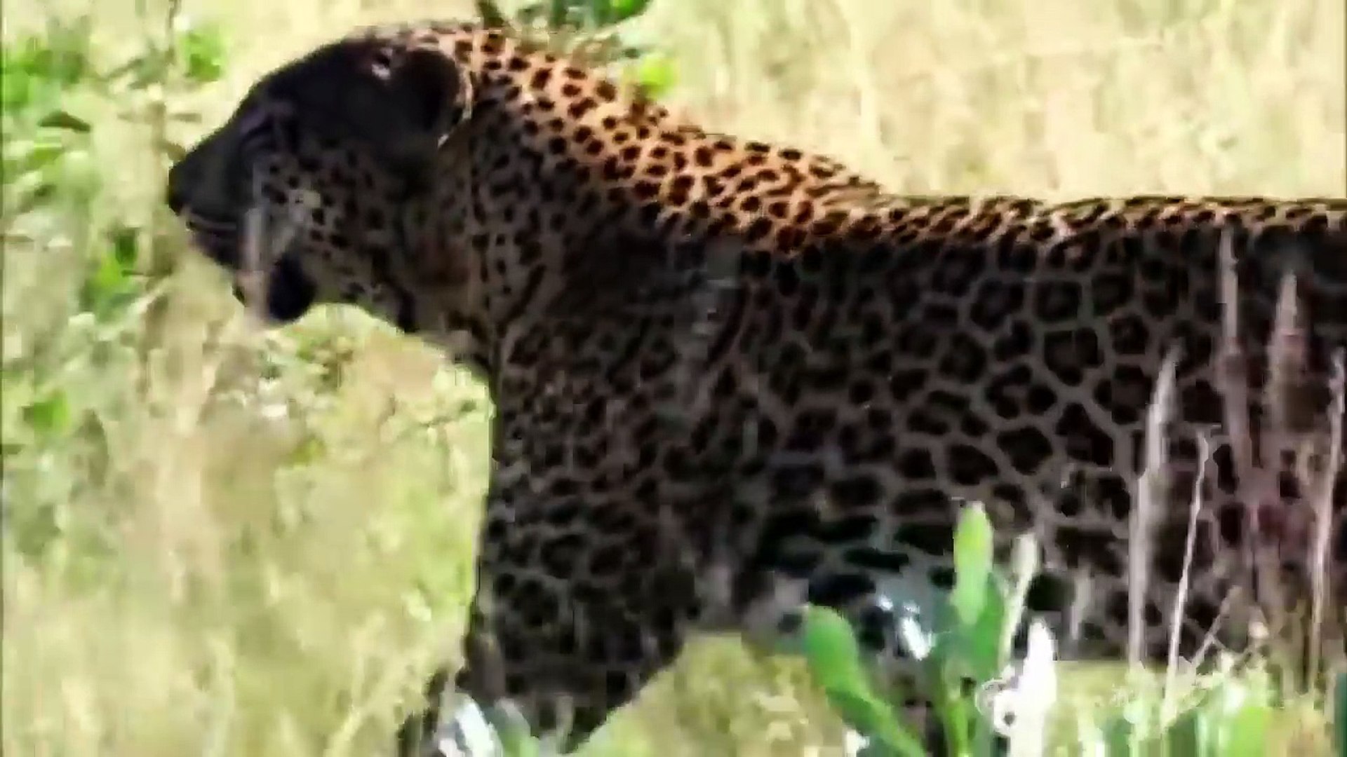 Cheetah Killed by Leopard