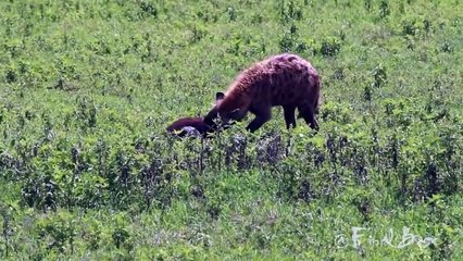 Hyena Eating New Born Calf