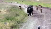Pack of Hyenas Chase and Attack a Buffalo