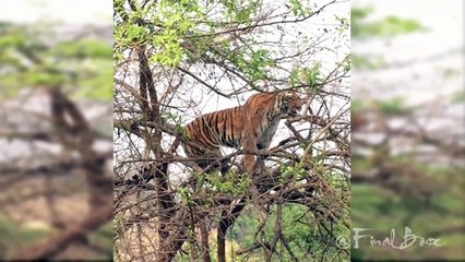 Tiger Chasing Monkey on the Tree