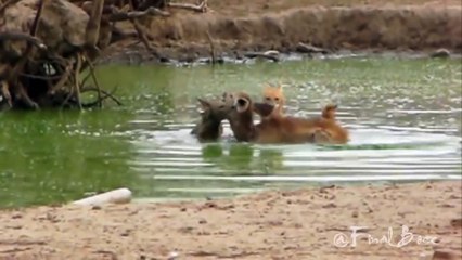 Wild Dogs Hunting a Female Sambar