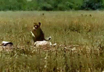 Lion Vs Man Funny Videos 2016-Must Watch Funny Moments Videos