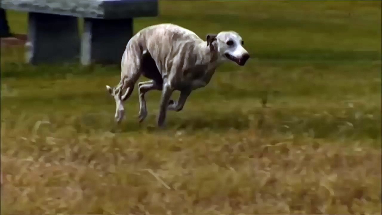 YENİ   2 KANGAL VAŞAK A SALDIRIYOR ►► Köpek Dövüşleri Kavgası Saldırıları Hakkında Dog attack